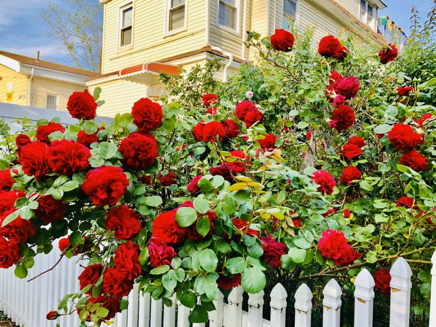 IMG_7619.jpg?type=w966