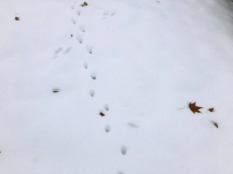 IMG_7583.jpg?type=w966