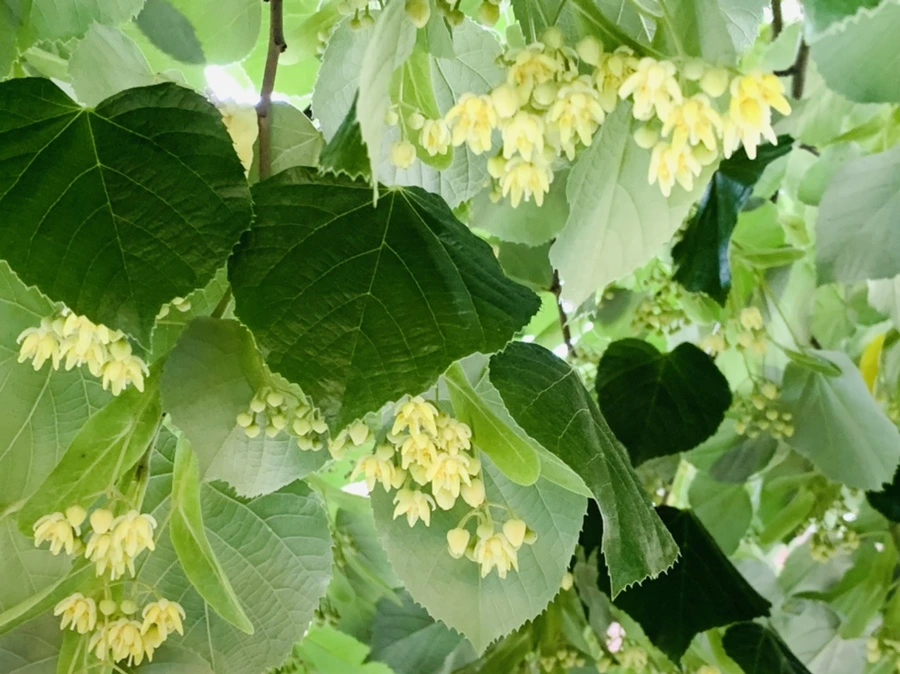 IMG_4767.jpg?type=w966