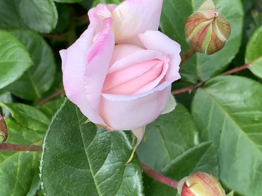 IMG_5741.jpg?type=w966