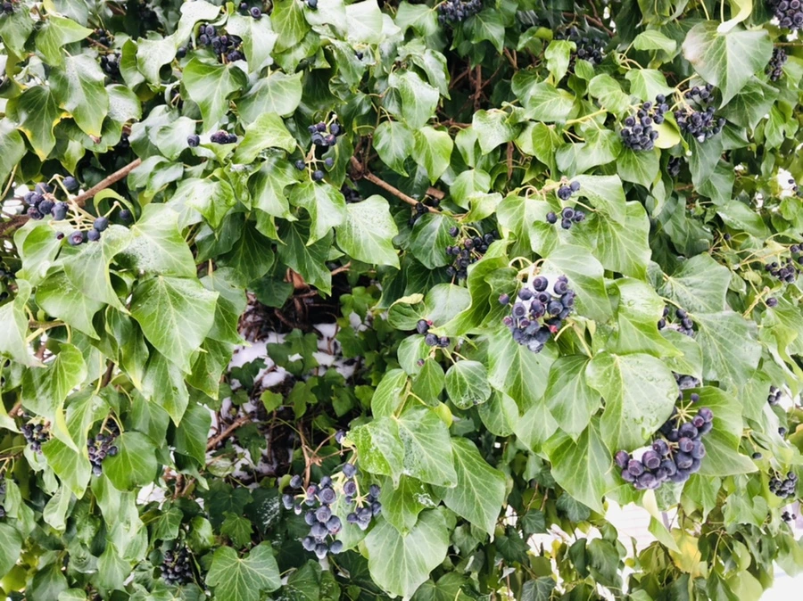 IMG_9035.jpg?type=w966