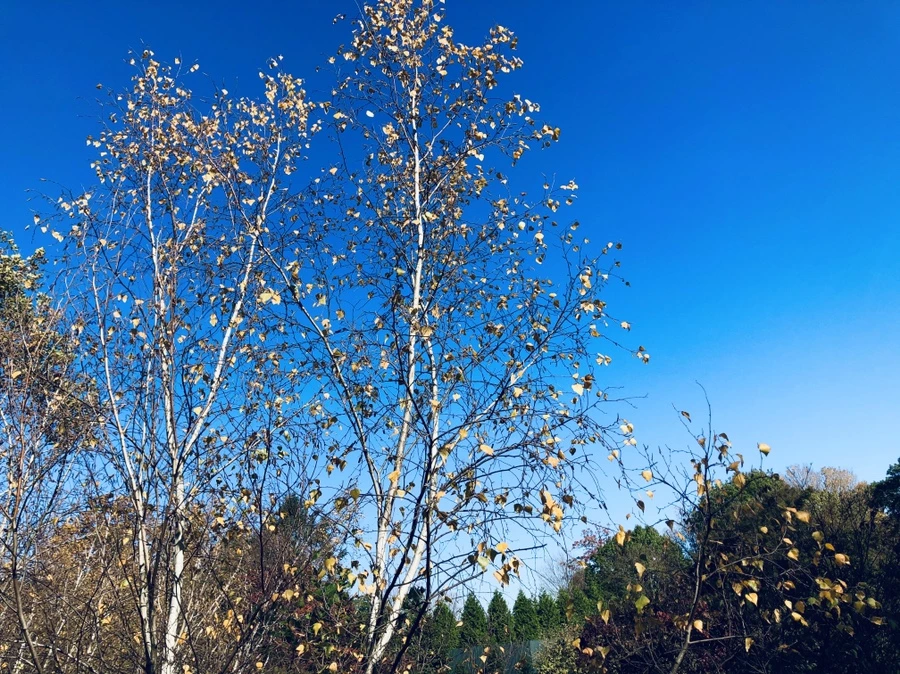 IMG_3325.jpg?type=w966