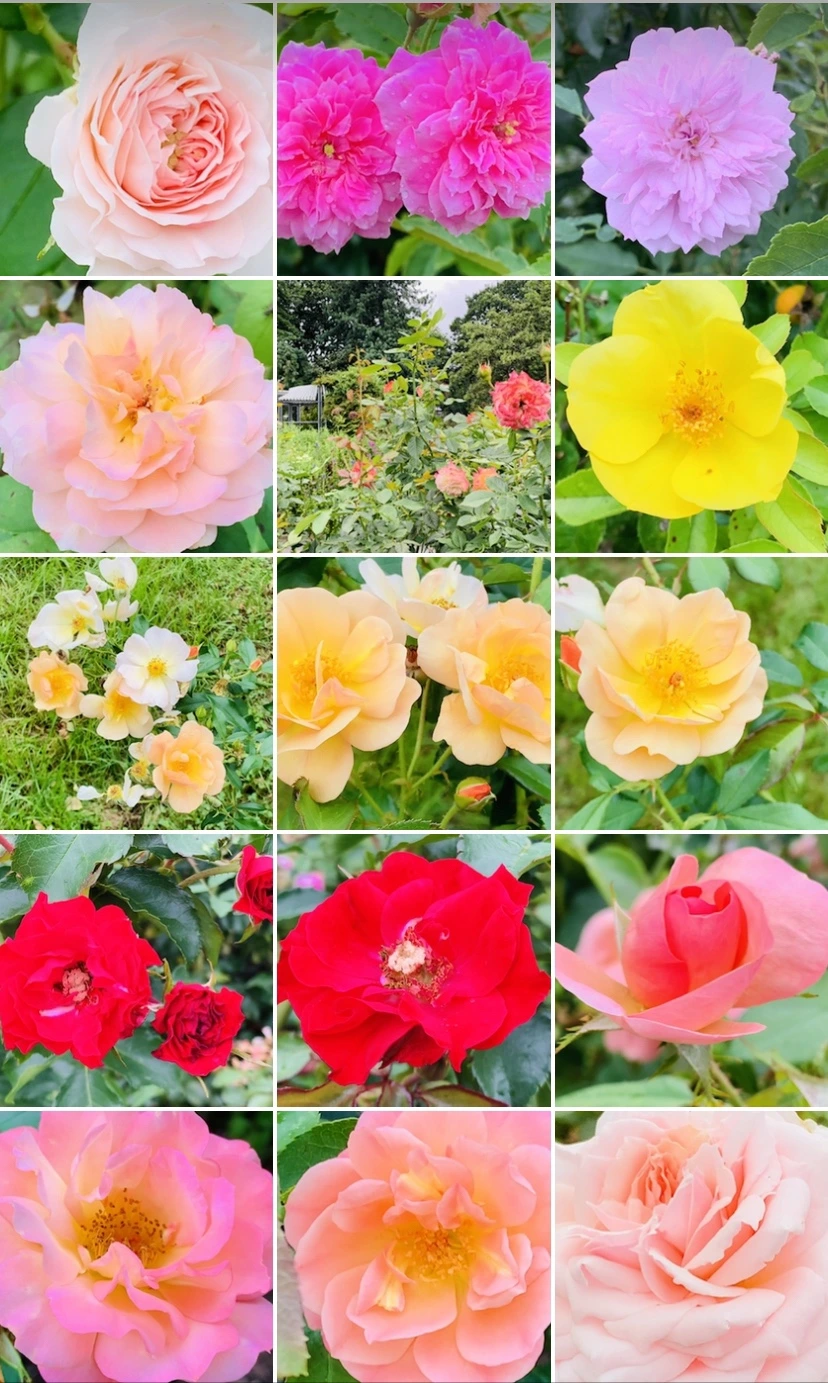 IMG_7978.jpg?type=w966