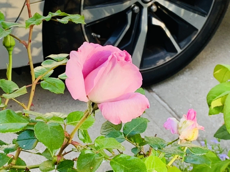 IMG_4491.jpg?type=w966