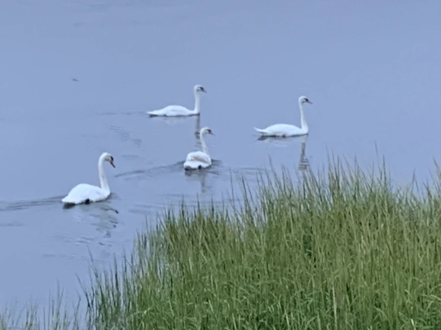 IMG_6640.jpg?type=w966