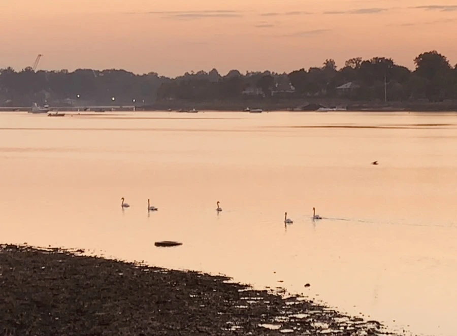 IMG_7133.jpg?type=w966