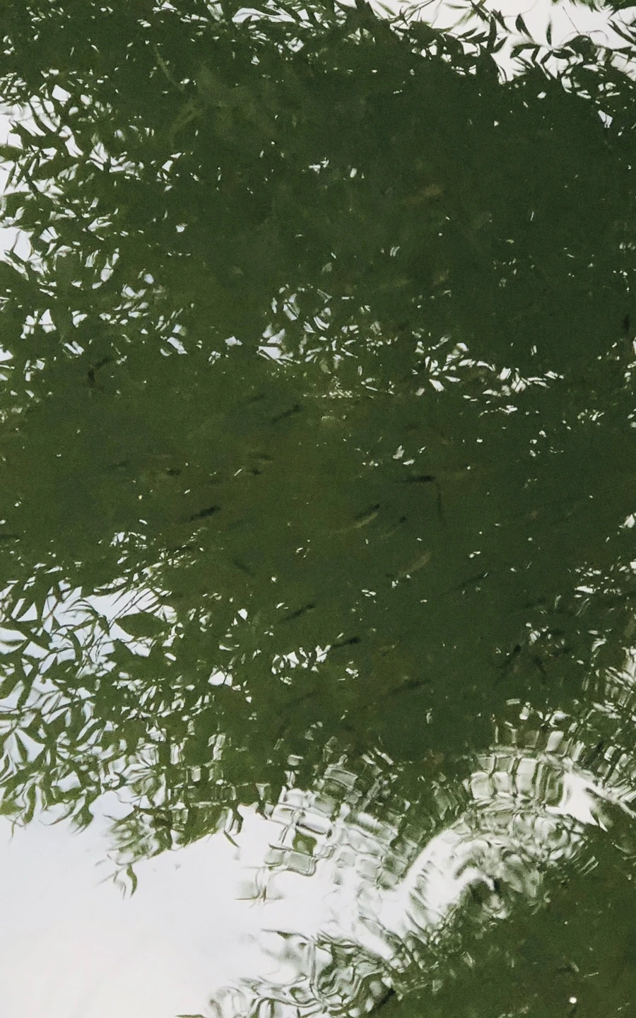 IMG_3076.jpg?type=w966