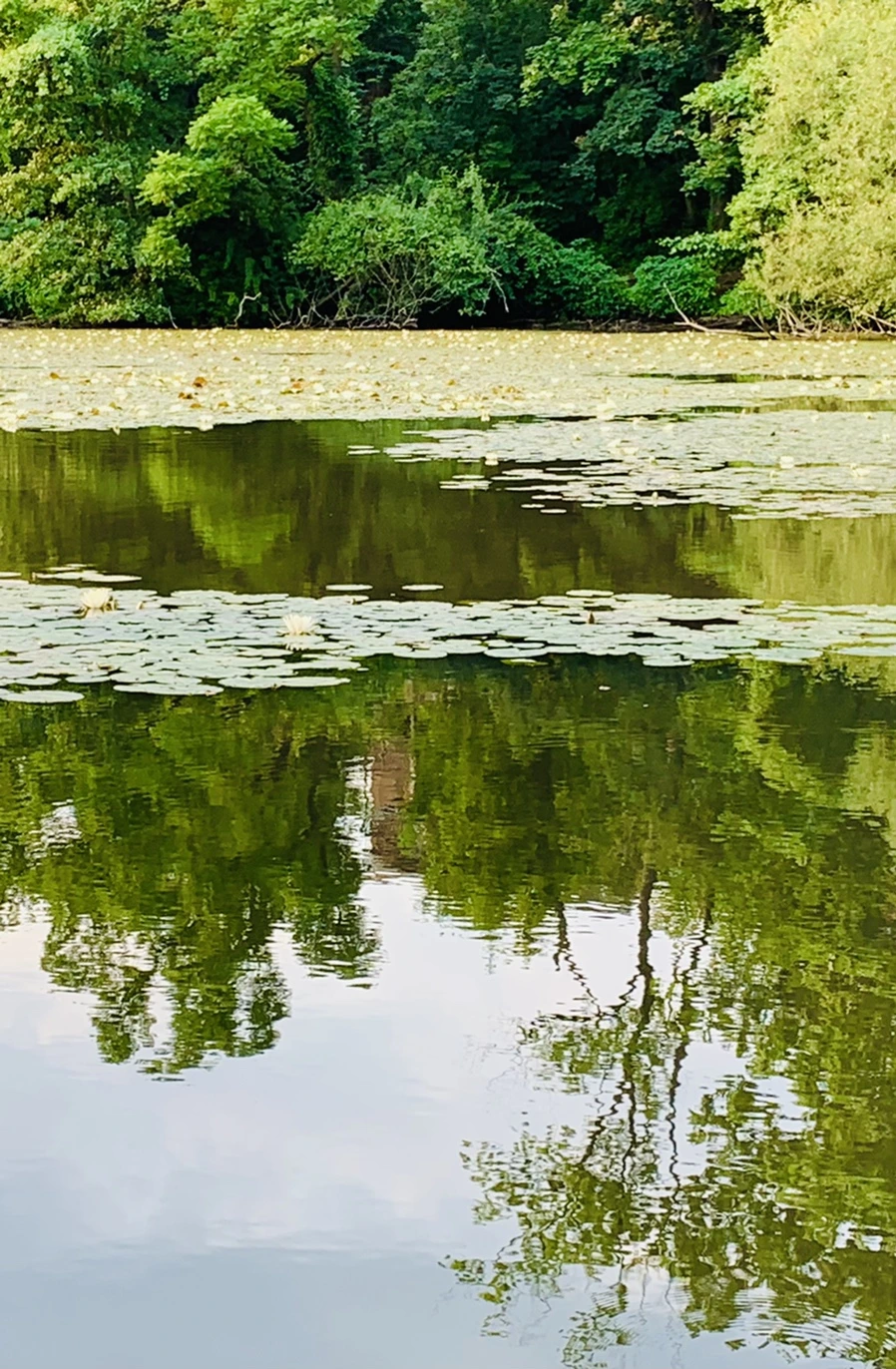 IMG_1517.jpg?type=w966