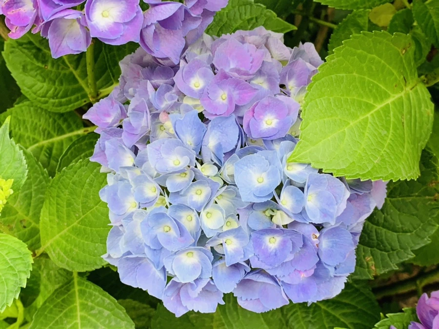 IMG_3543.jpg?type=w966