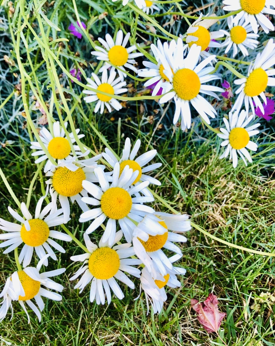 IMG_8362.jpg?type=w966