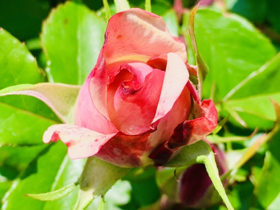 IMG_4260.jpg?type=w966