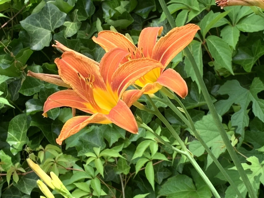 IMG_3891.jpg?type=w966