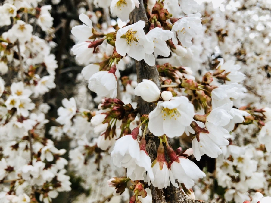 IMG_6705.jpg?type=w966