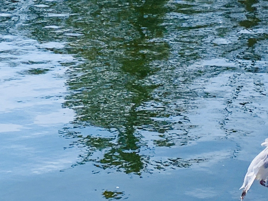 IMG_9512.jpg?type=w966