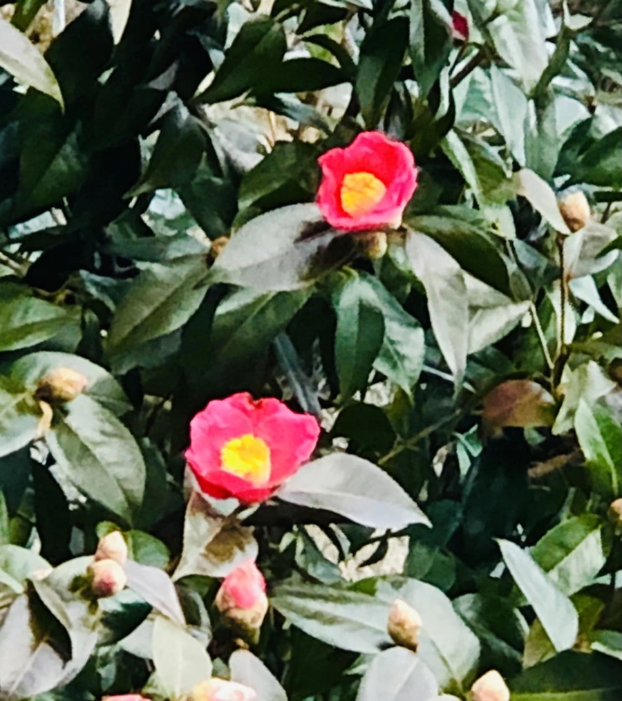 IMG_9829.jpg?type=w966