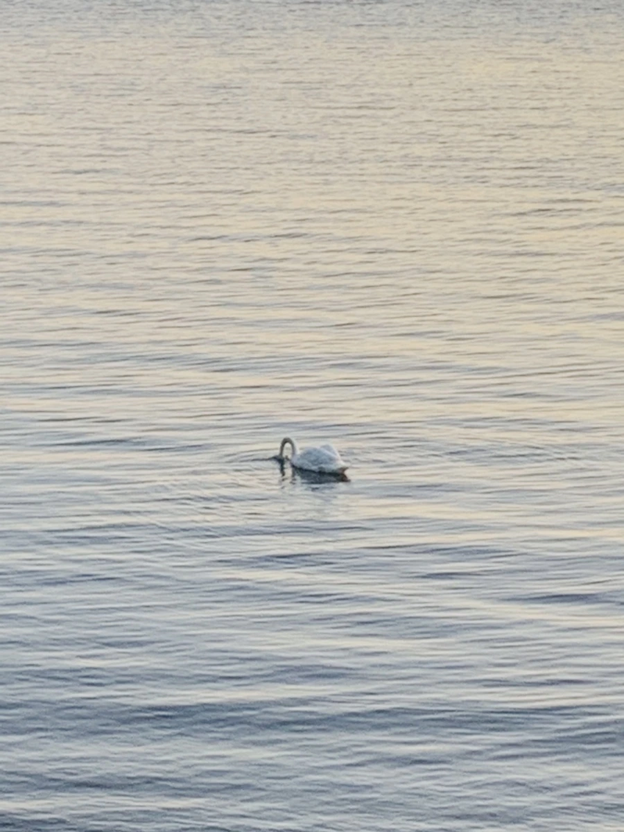 IMG_9492.jpg?type=w966