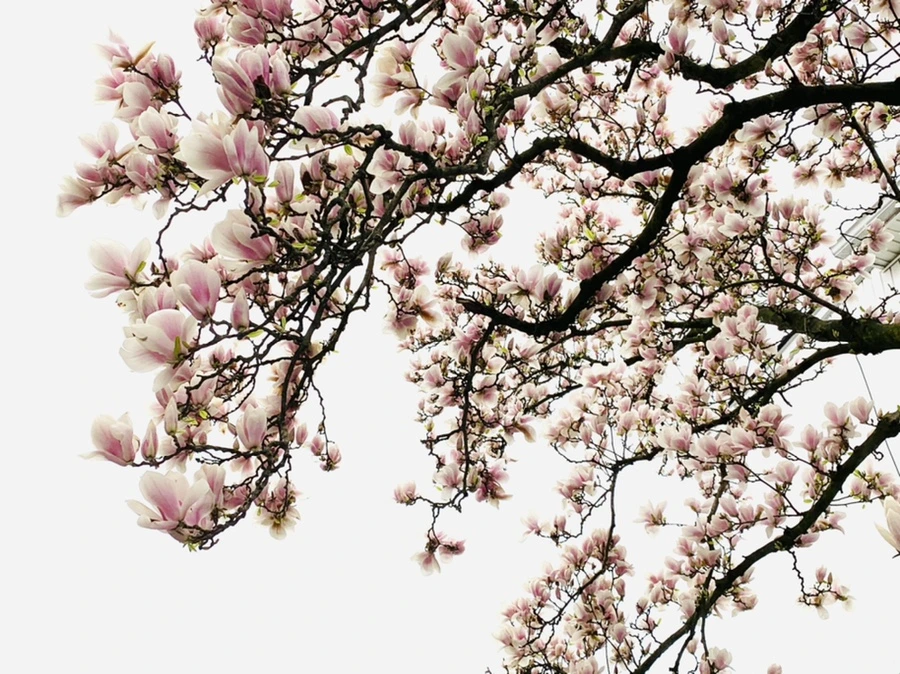 IMG_0755.jpg?type=w966