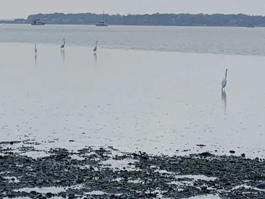 IMG_8118.jpg?type=w966