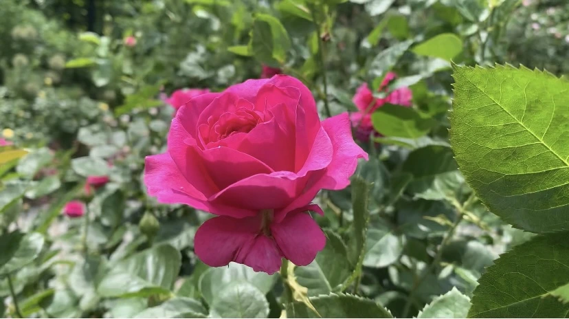 IMG_8675.jpg?type=w966