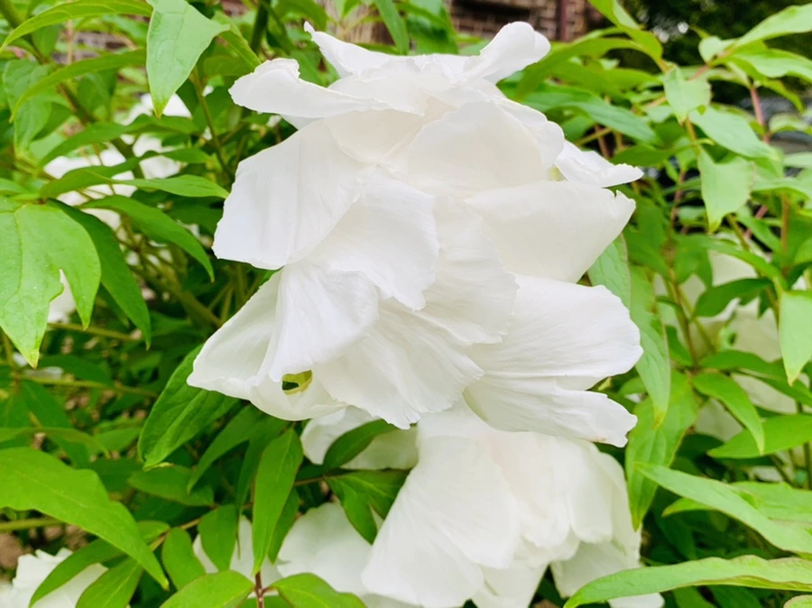 IMG_8962.jpg?type=w966