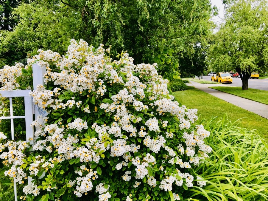 IMG_7534.jpg?type=w966