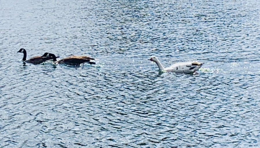 IMG_7329.jpg?type=w966