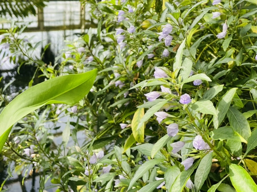 IMG_5201.jpg?type=w966