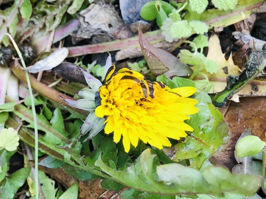 IMG_9100.jpg?type=w966