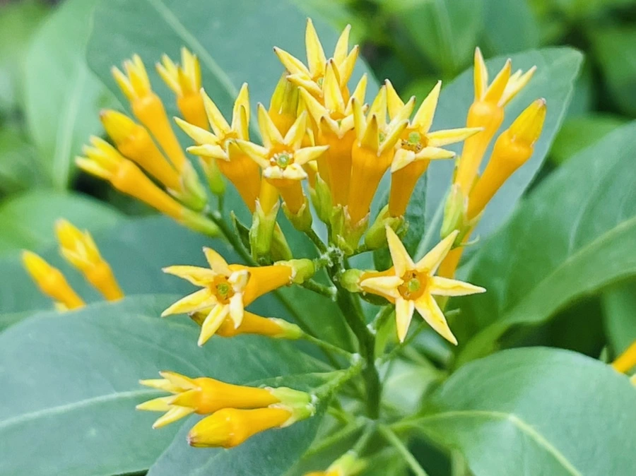 IMG_5239.jpg?type=w966