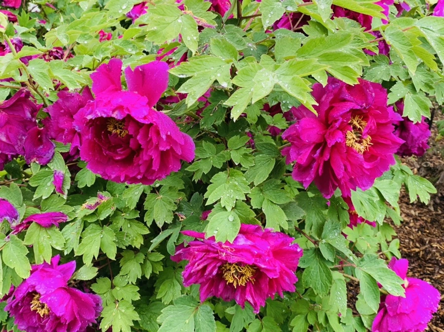 IMG_9986.jpg?type=w966