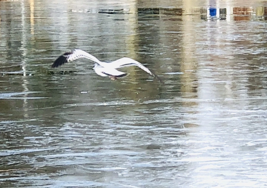 IMG_4687.jpg?type=w966