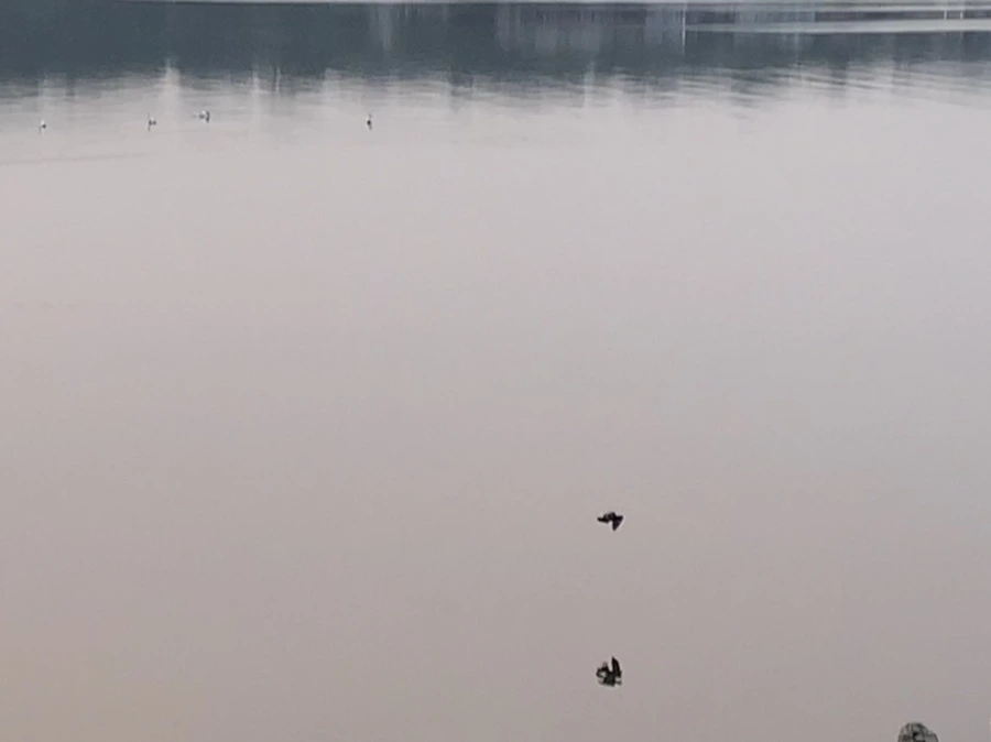 IMG_8073.jpg?type=w966