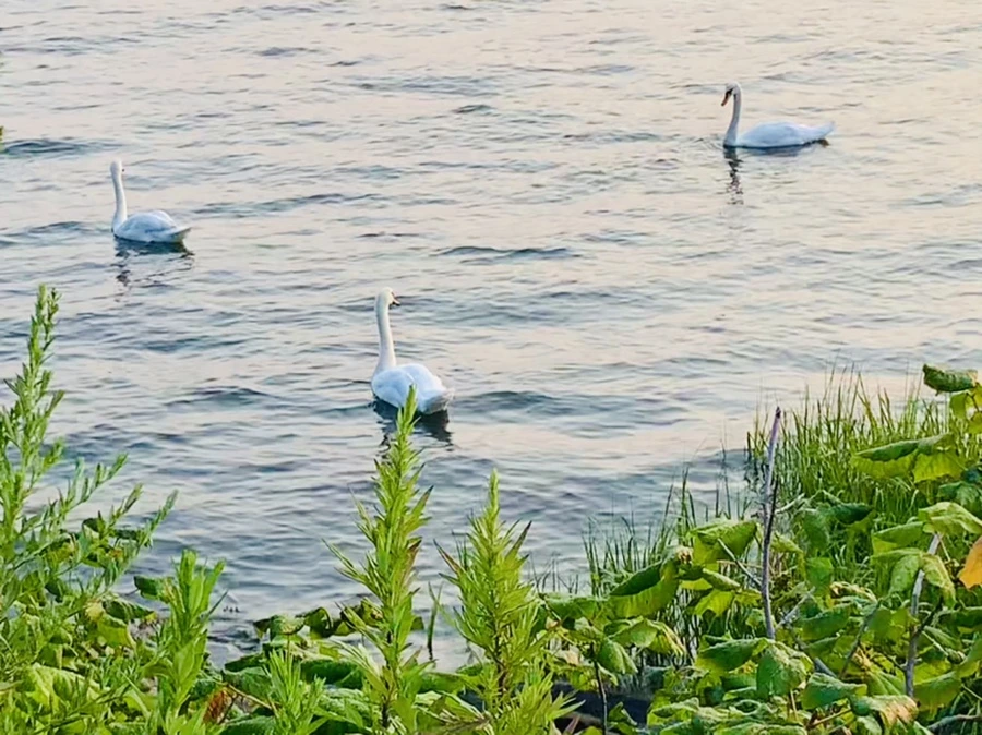 IMG_3618.jpg?type=w966