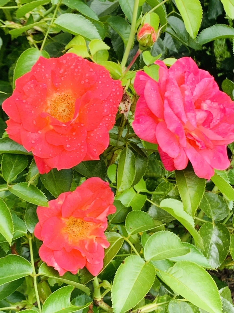 IMG_4959.jpg?type=w966