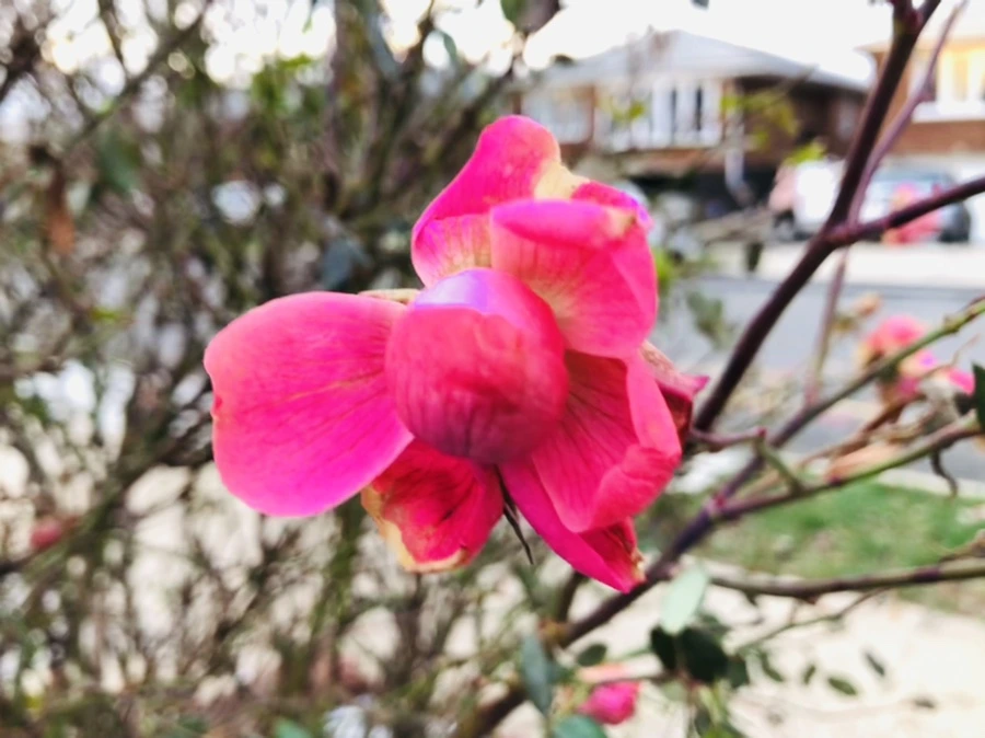 IMG_8199.jpg?type=w966