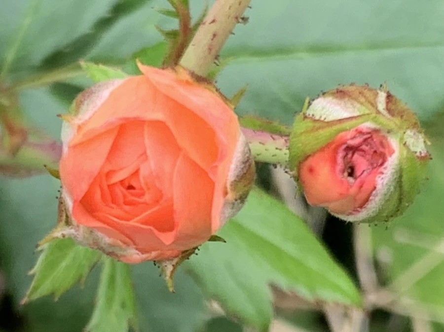 IMG_6089.jpg?type=w966