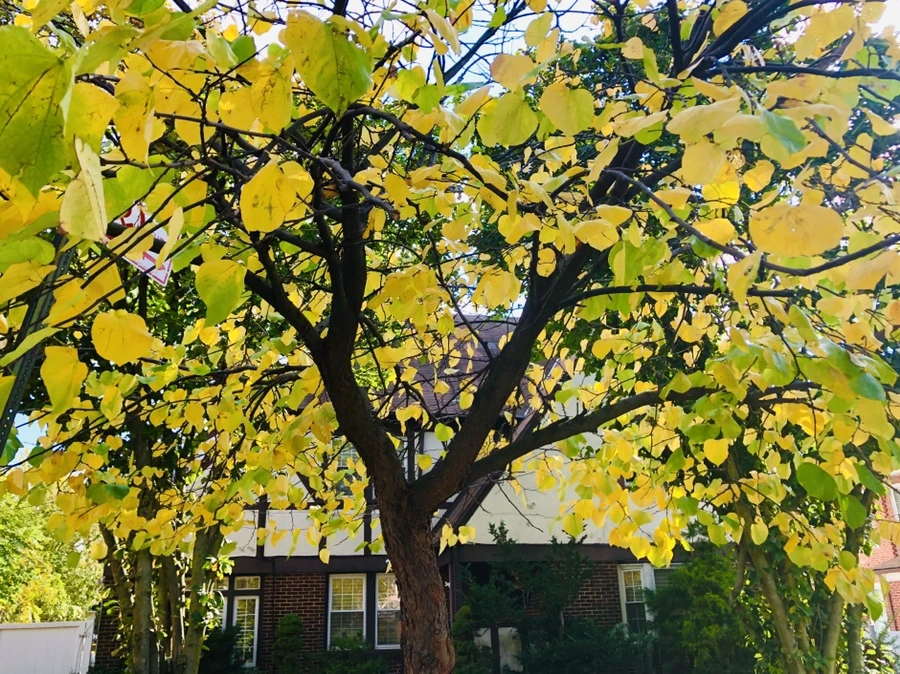 IMG_2170.jpg?type=w966