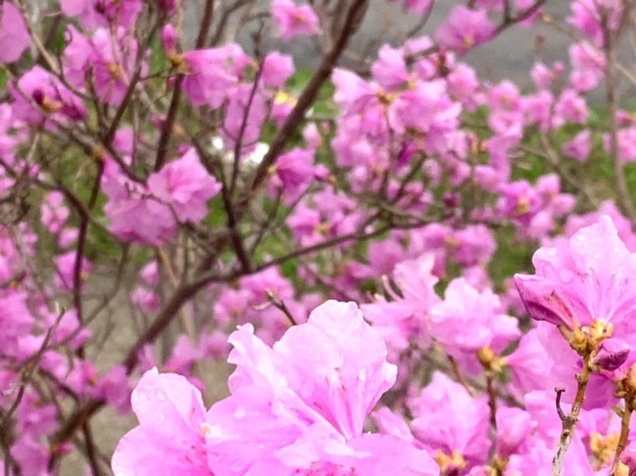 IMG_6164.jpg?type=w966