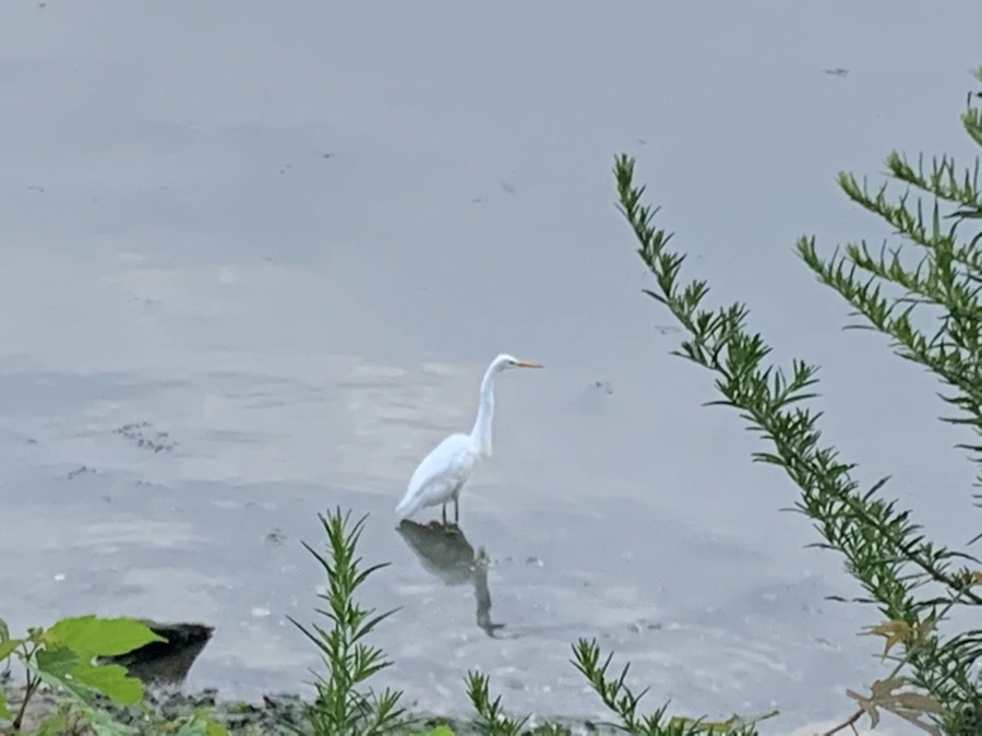 IMG_6298.jpg?type=w966