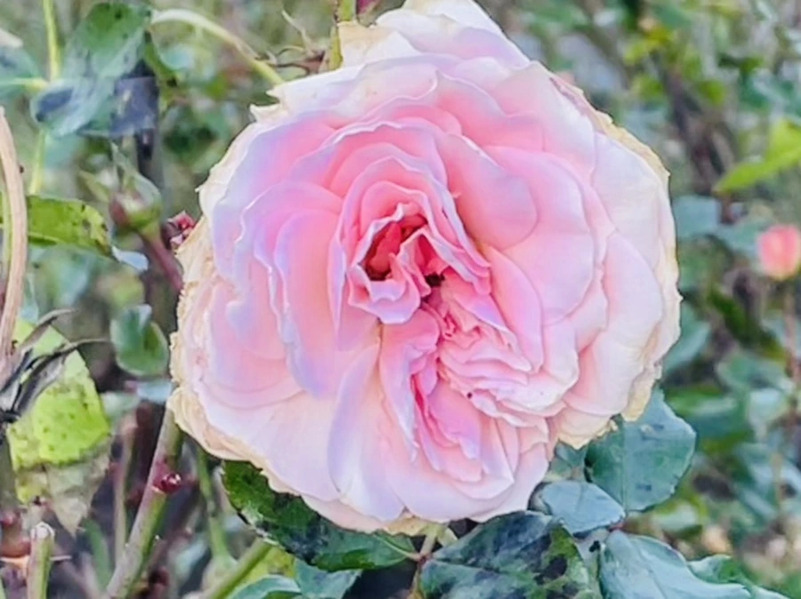 IMG_6011.jpg?type=w966