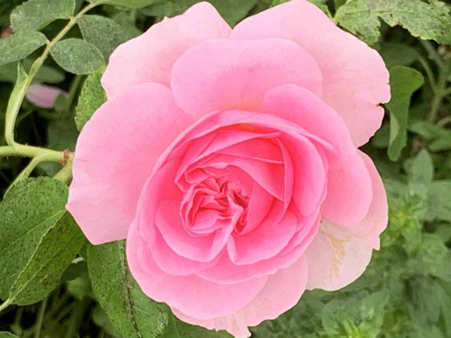 IMG_6039.jpg?type=w966