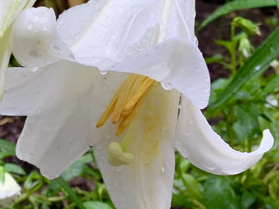 IMG_0097.jpg?type=w966