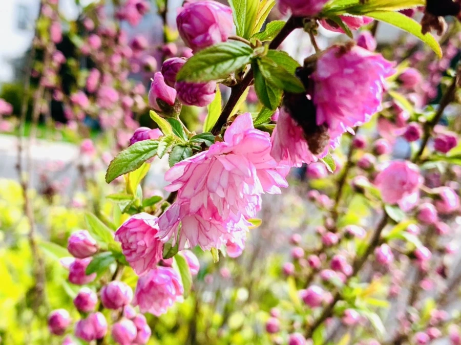 IMG_1518.jpg?type=w966