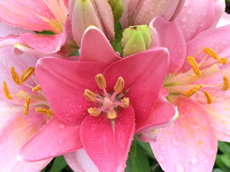 IMG_3541.jpg?type=w966