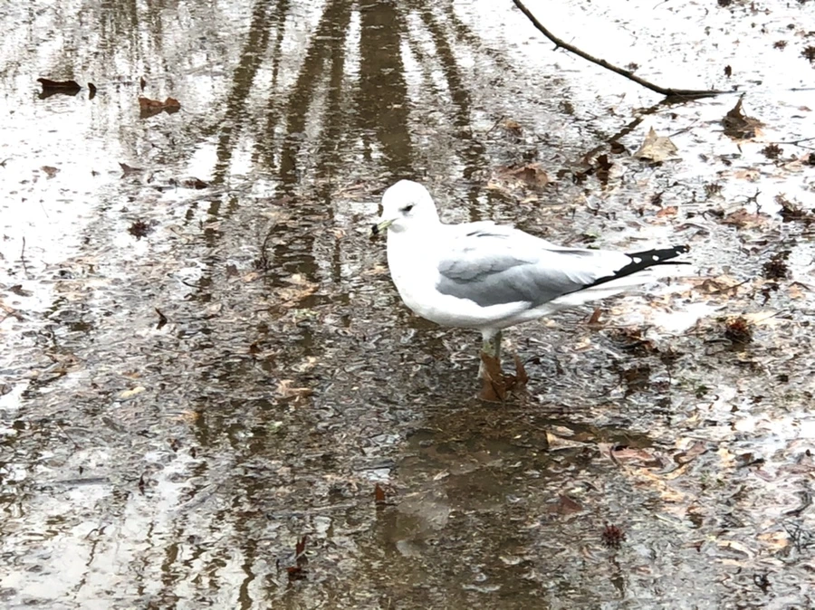 IMG_9423.jpg?type=w966