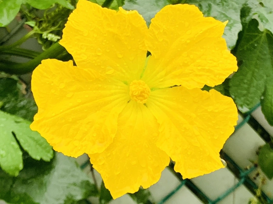 IMG_3691.jpg?type=w966