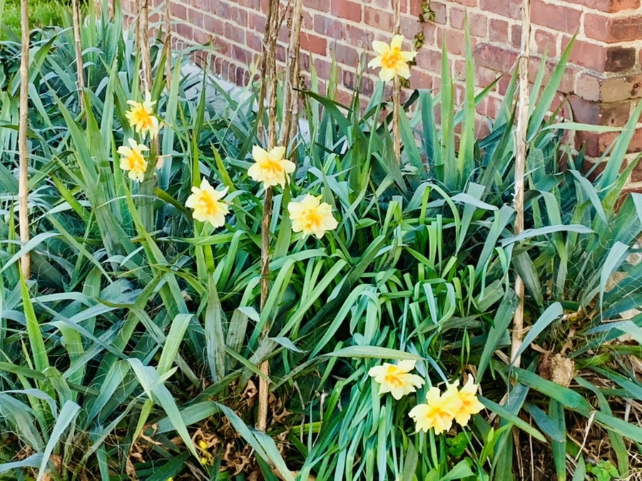 IMG_7442.jpg?type=w966