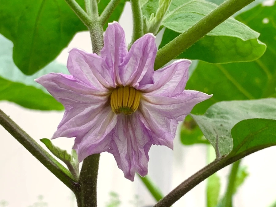 IMG_2889.jpg?type=w966