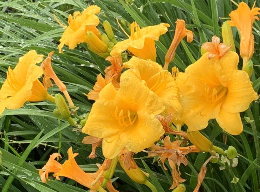 IMG_5914.jpg?type=w966