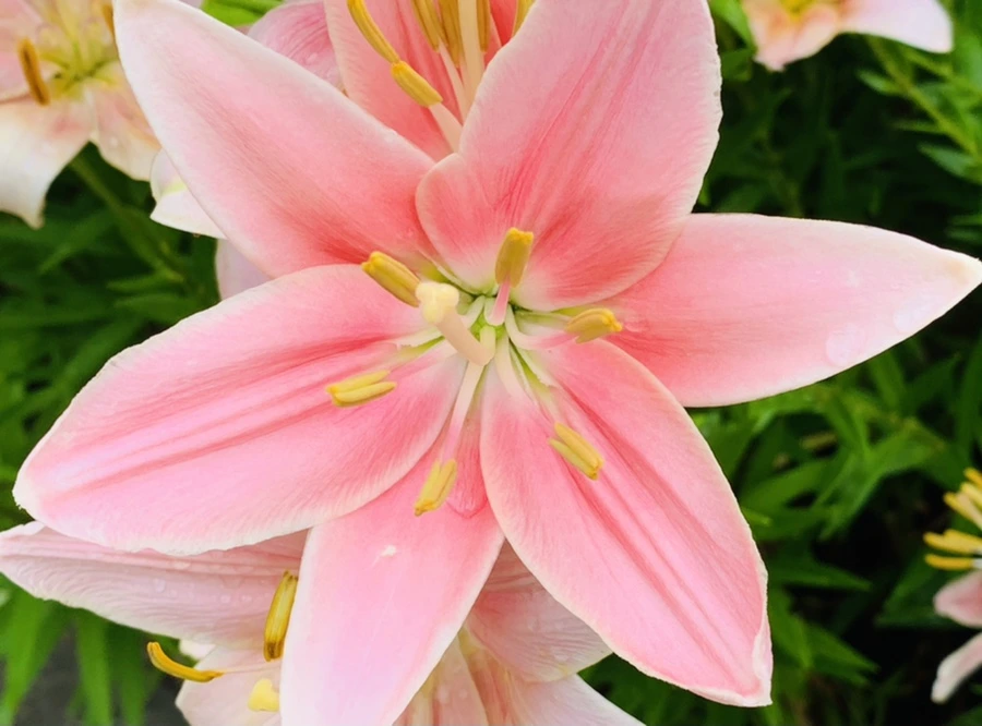 IMG_8986.jpg?type=w966